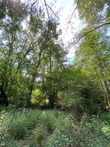 Country Land For Sale in Harrison County, Marshall, Texas - image 15