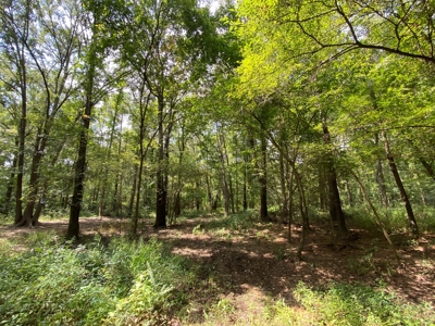 Country Land For Sale in Harrison County, Marshall, Texas - image 14