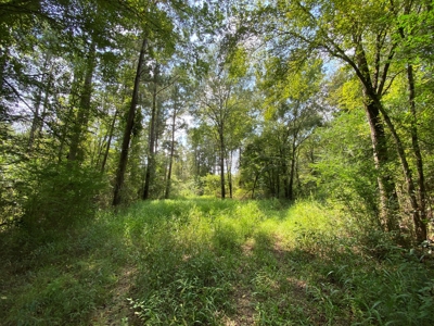 Country Land For Sale in Harrison County, Marshall, Texas - image 11