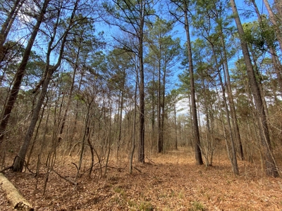 Country Land For Sale in Harrison County, Marshall, Texas - image 25