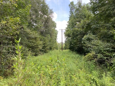 Country Land For Sale in Harrison County, Marshall, Texas - image 8