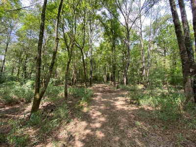 Country Land For Sale in Harrison County, Marshall, Texas - image 12