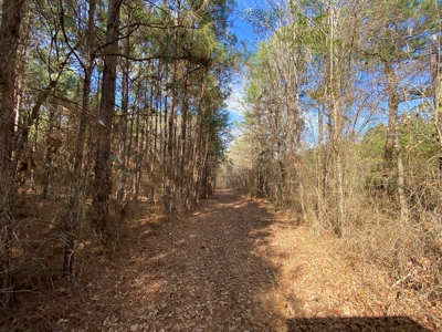 Country Land For Sale in Harrison County, Marshall, Texas - image 20