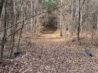 Country Land For Sale in Harrison County, Marshall, Texas - image 21