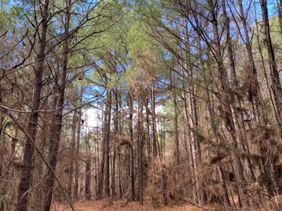 Country Land For Sale in Harrison County, Marshall, Texas - image 22