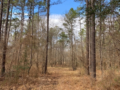 Country Land For Sale in Harrison County, Marshall, Texas - image 26