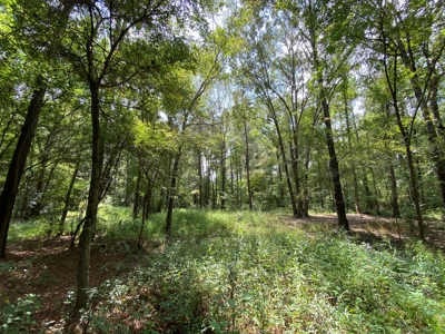 Country Land For Sale in Harrison County, Marshall, Texas - image 13