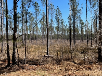 5.84 Acreage in Booming Bradley County - image 9