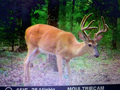 Waterfront Hunting Property with Lodge For Sale in Tennessee - image 33