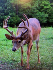 Waterfront Hunting Property with Lodge For Sale in Tennessee - image 32