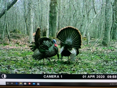 Waterfront Hunting Property with Lodge For Sale in Tennessee - image 12