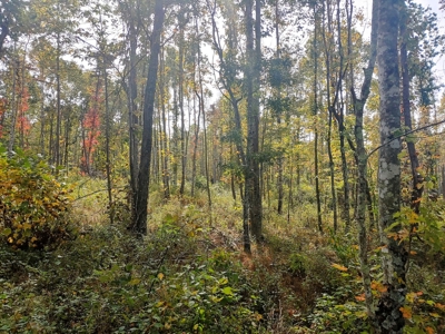Stunning Farm for Sale in Floyd County VA! - image 15