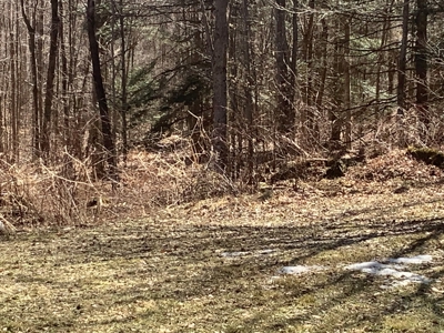 Very Private 3Bd 2 Bath Ranch Home,11 Acres In Upstate Ny - image 7
