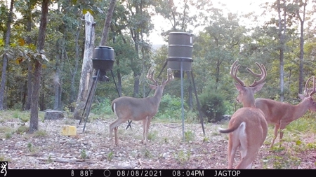 Premier Hunting Acreage Bordering Mark Twain National Forest - image 29