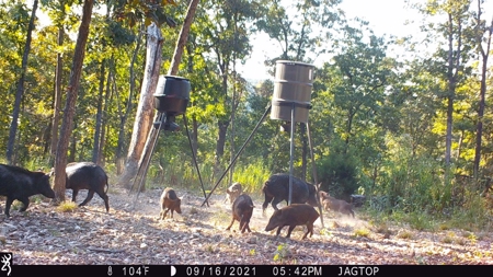 Premier Hunting Acreage Bordering Mark Twain National Forest - image 26