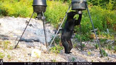 Premier Hunting Acreage Bordering Mark Twain National Forest - image 21