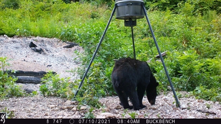 Premier Hunting Acreage Bordering Mark Twain National Forest - image 22