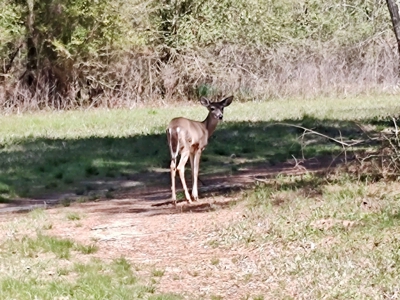 Land for sale Harrison County Texas - image 3