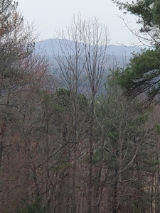 Taylorsville, NC Brushy Mountains Hill Top Property - image 6