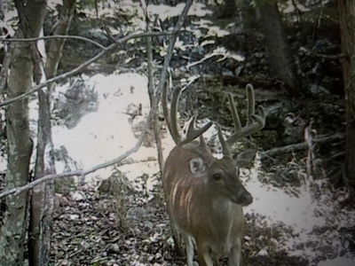 Prime Hunting Land For Sale in Alton, MO - image 3