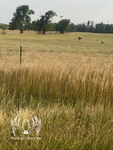 306 acres m/l Grazing Land for Sale in Meade County, KS - image 7