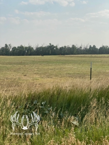 306 acres m/l Grazing Land for Sale in Meade County, KS - image 8