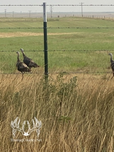 306 acres m/l Grazing Land for Sale in Meade County, KS - image 12