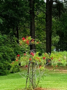 38.93 Acres Pastureland, 3 Bed/1 Bath Home for Sale SW MS - image 13