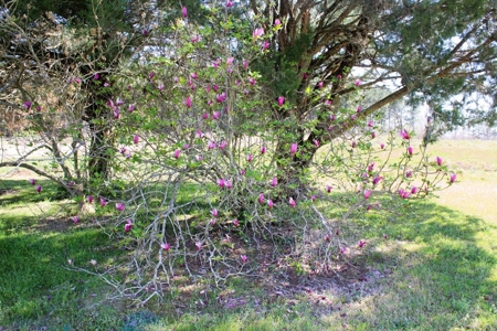 38.93 Acres Pastureland, 3 Bed/1 Bath Home for Sale SW MS - image 26