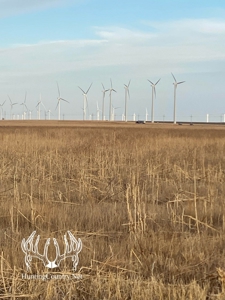 160 acres m/l Hunting Land for sale in Gray County Kansas - image 4
