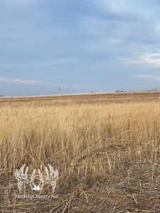160 acres m/l Hunting Land for sale in Gray County Kansas - image 6