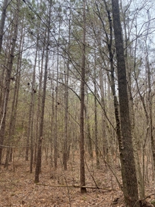 Land for Sale - 40 Acres - Polly Bell Rd, Starkville, Ms - image 4