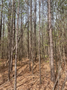 Land for Sale - 40 Acres - Polly Bell Rd, Starkville, Ms - image 2