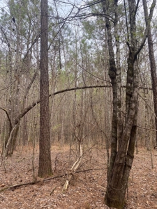 Land for Sale - 40 Acres - Polly Bell Rd, Starkville, Ms - image 3