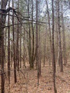 Land for Sale - 40 Acres - Polly Bell Rd, Starkville, Ms - image 5