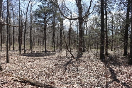 320 Acres of Wooded Land in the Ozark Mountains - image 13