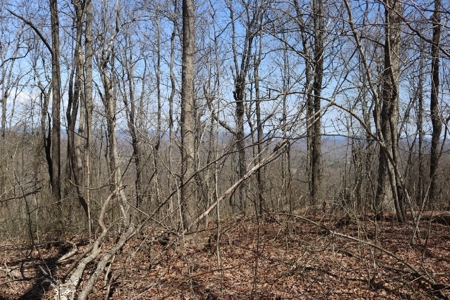 320 Acres of Wooded Land in the Ozark Mountains - image 7