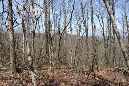 320 Acres of Wooded Land in the Ozark Mountains - image 8