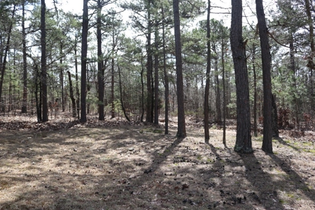 320 Acres of Wooded Land in the Ozark Mountains - image 2
