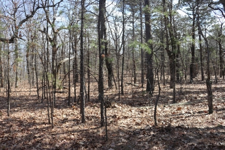 320 Acres of Wooded Land in the Ozark Mountains - image 4