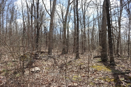 320 Acres of Wooded Land in the Ozark Mountains - image 18
