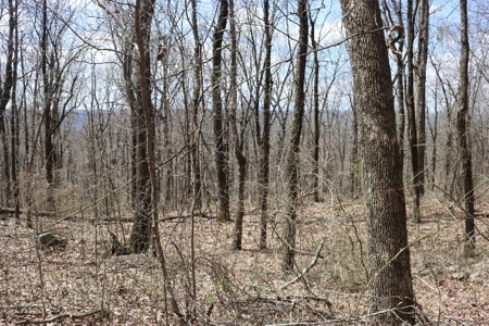 320 Acres of Wooded Land in the Ozark Mountains - image 19