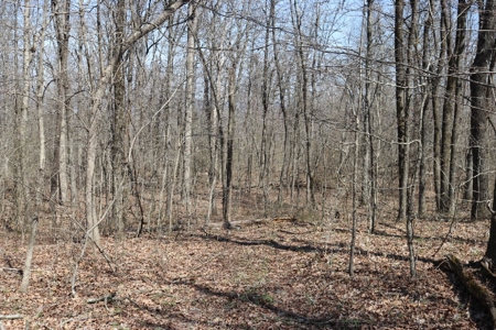 320 Acres of Wooded Land in the Ozark Mountains - image 6