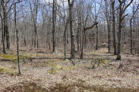 320 Acres of Wooded Land in the Ozark Mountains - image 15