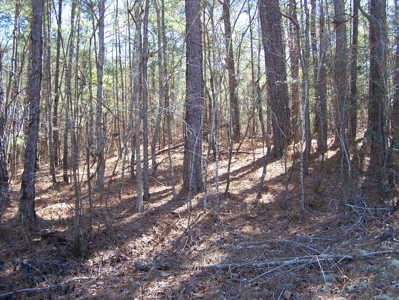 Five Wooded Lots Near Columbia, South Carolina - image 6