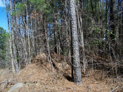 Five Wooded Lots Near Columbia, South Carolina - image 8