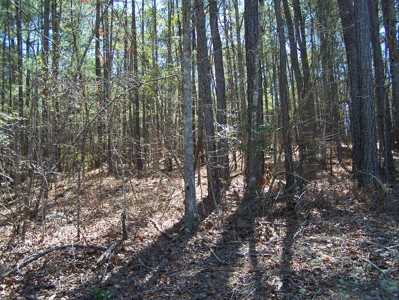 Five Wooded Lots Near Columbia, South Carolina - image 5