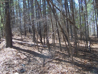 Five Wooded Lots Near Columbia, South Carolina - image 3