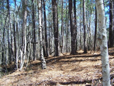 Five Wooded Lots Near Columbia, South Carolina - image 7