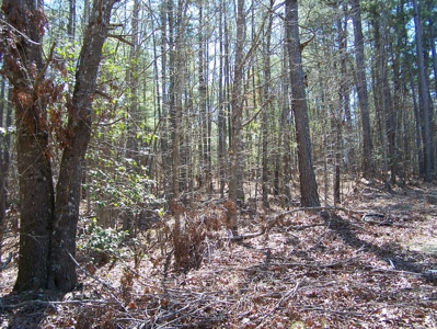 Five Wooded Lots Near Columbia, South Carolina - image 4